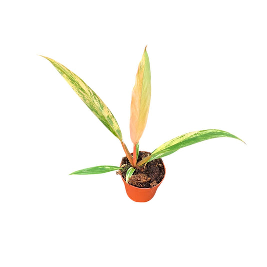 Philodendron scandens 15cm 7cm Pot