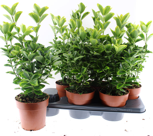 Euonymus Aureomarginatus 50cm 15cm Pot