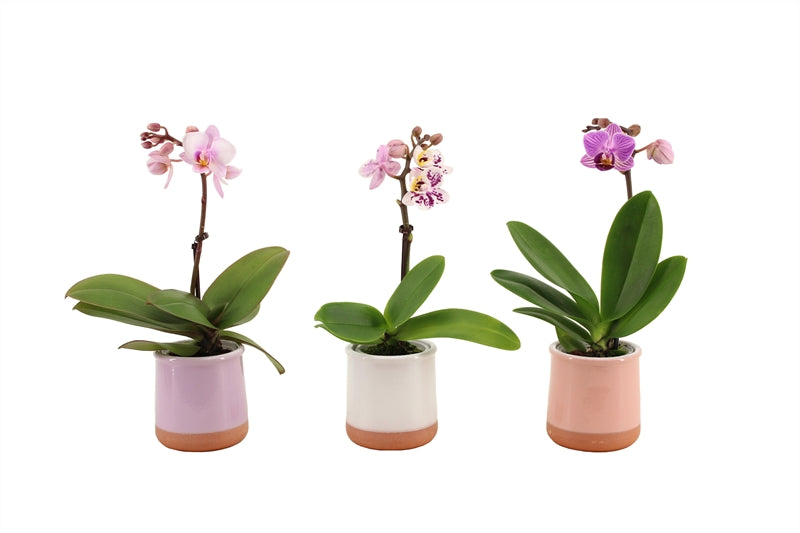 Phalaenopsis hybrid 25cm 6cm Pot