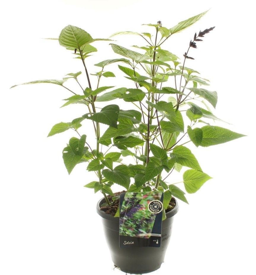 Salvia officinalis 65cm 23cm Pot