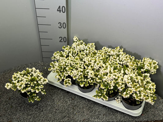 Gaultheria mucr. white 20cm 10.5cm Pot