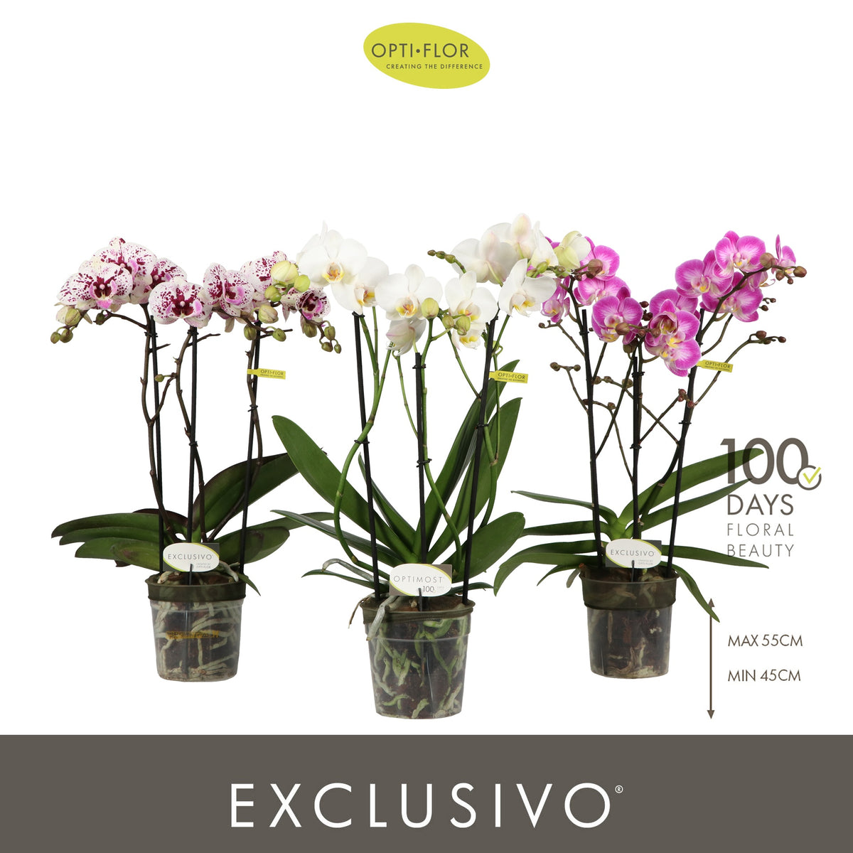 Phalaenopsis mf. mix 45cm 12cm Pot