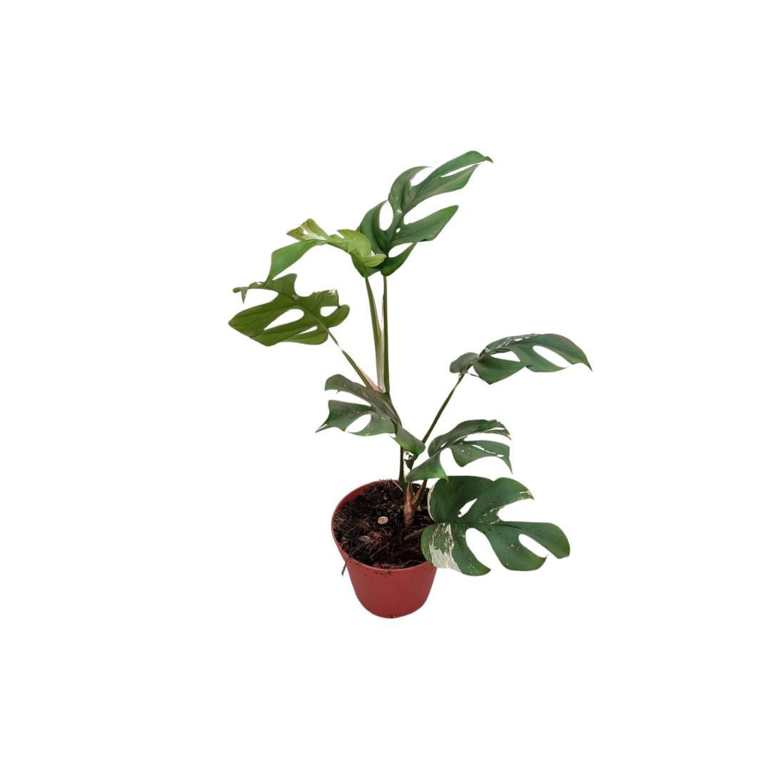 Monstera Variegated 40cm 12cm Pot