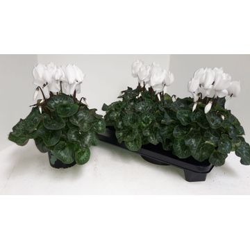 Cyclamen XL 40cm 13cm Pot