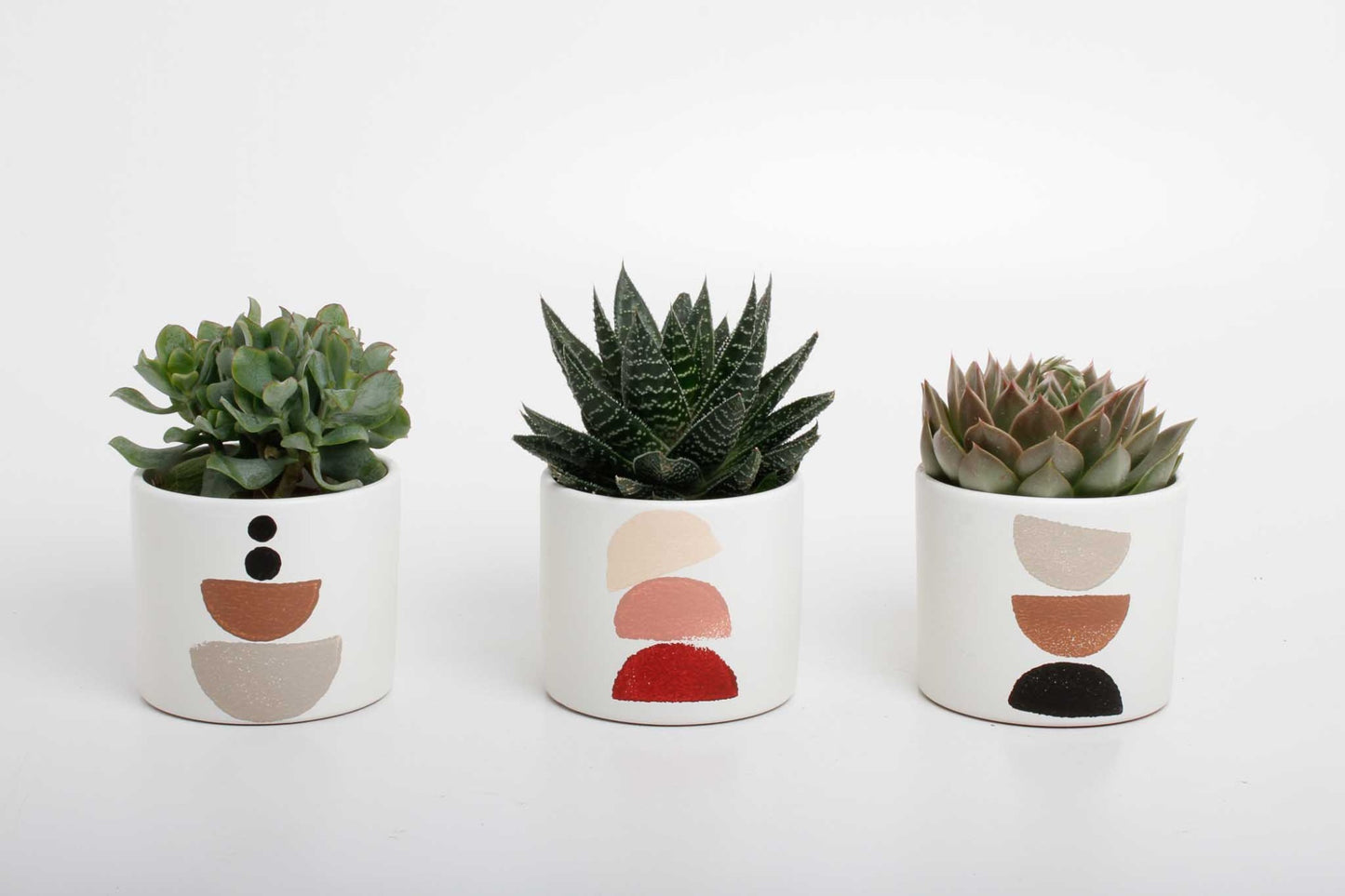 Succulent mix 18cm 10.5cm Pot