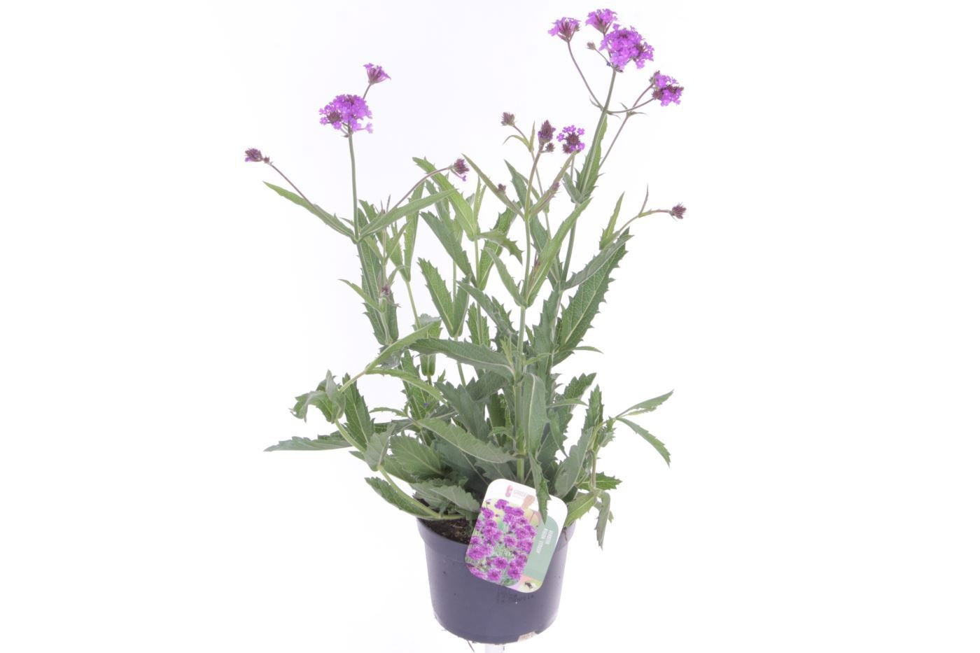 Verbena rigida 50cm 13cm Pot