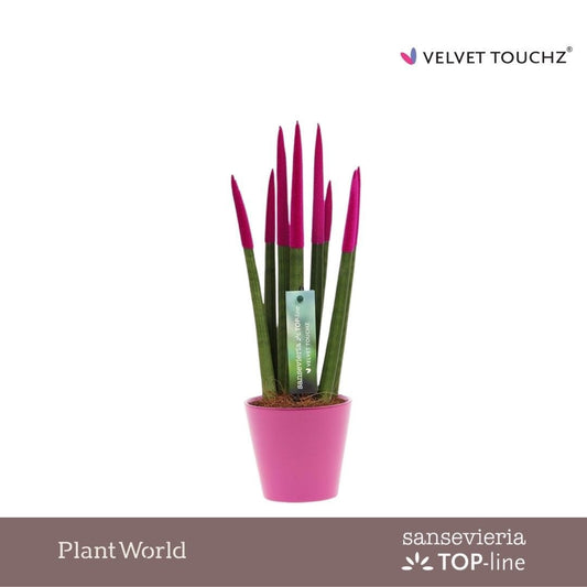 Sansevieria cylindrica 35cm 8.5cm Pot