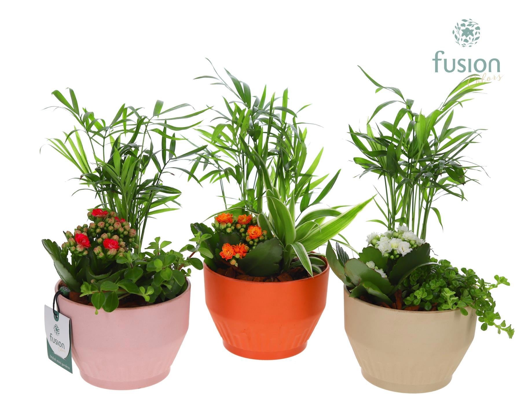 Fusioncolors BV EcoNature Pot schaal Small met Arrangement Pack of 8