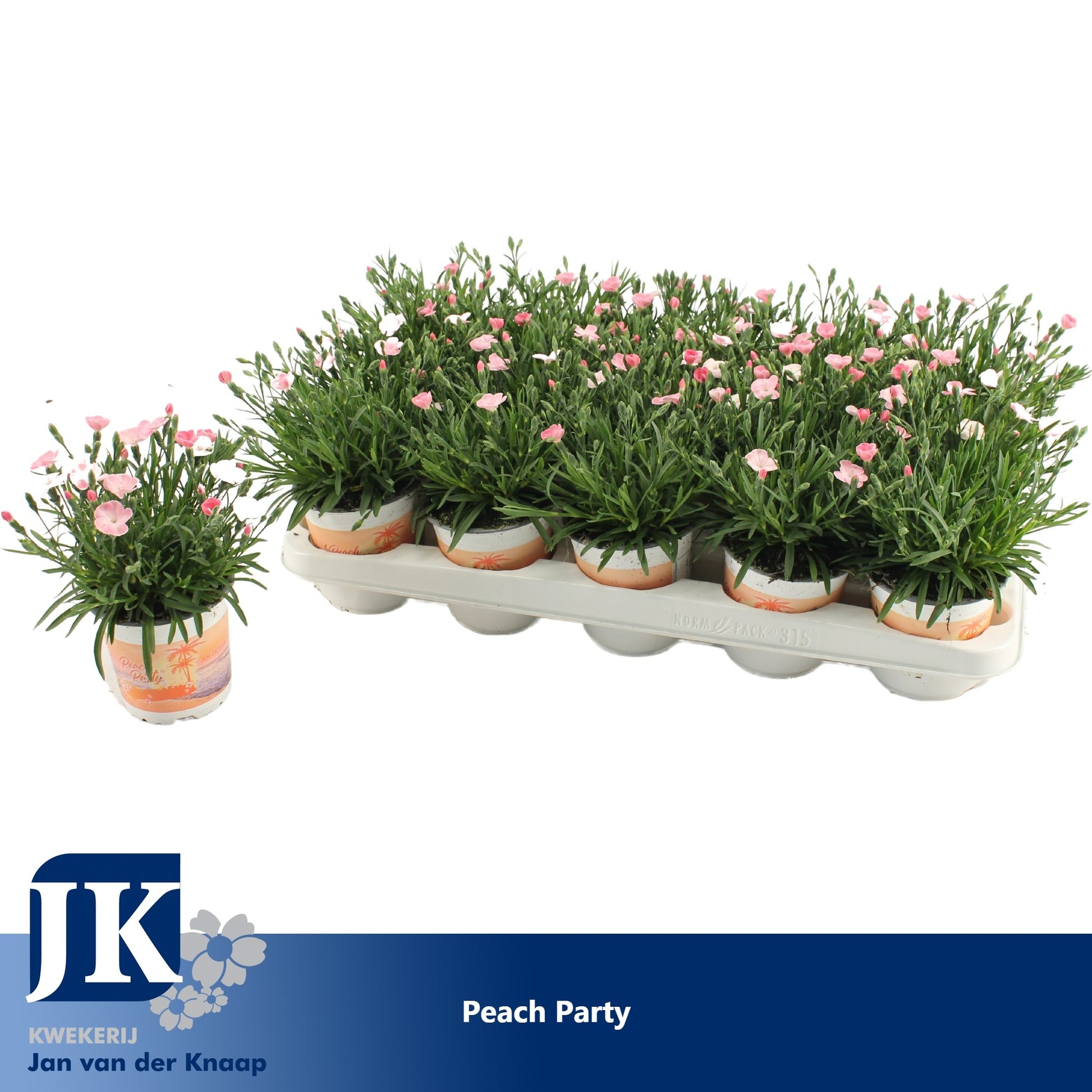 Dianthus Peach Party 20cm 510cm Pot