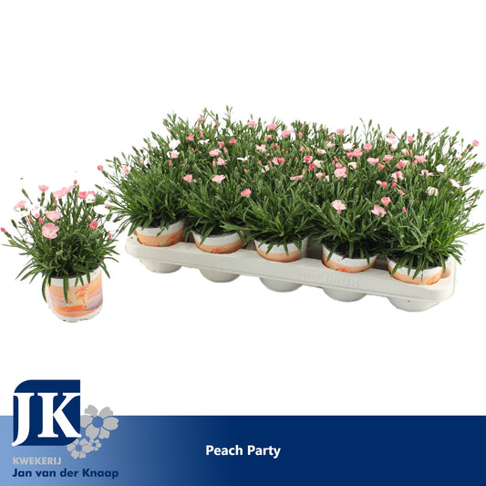 Dianthus Peach Party 20cm 510cm Pot
