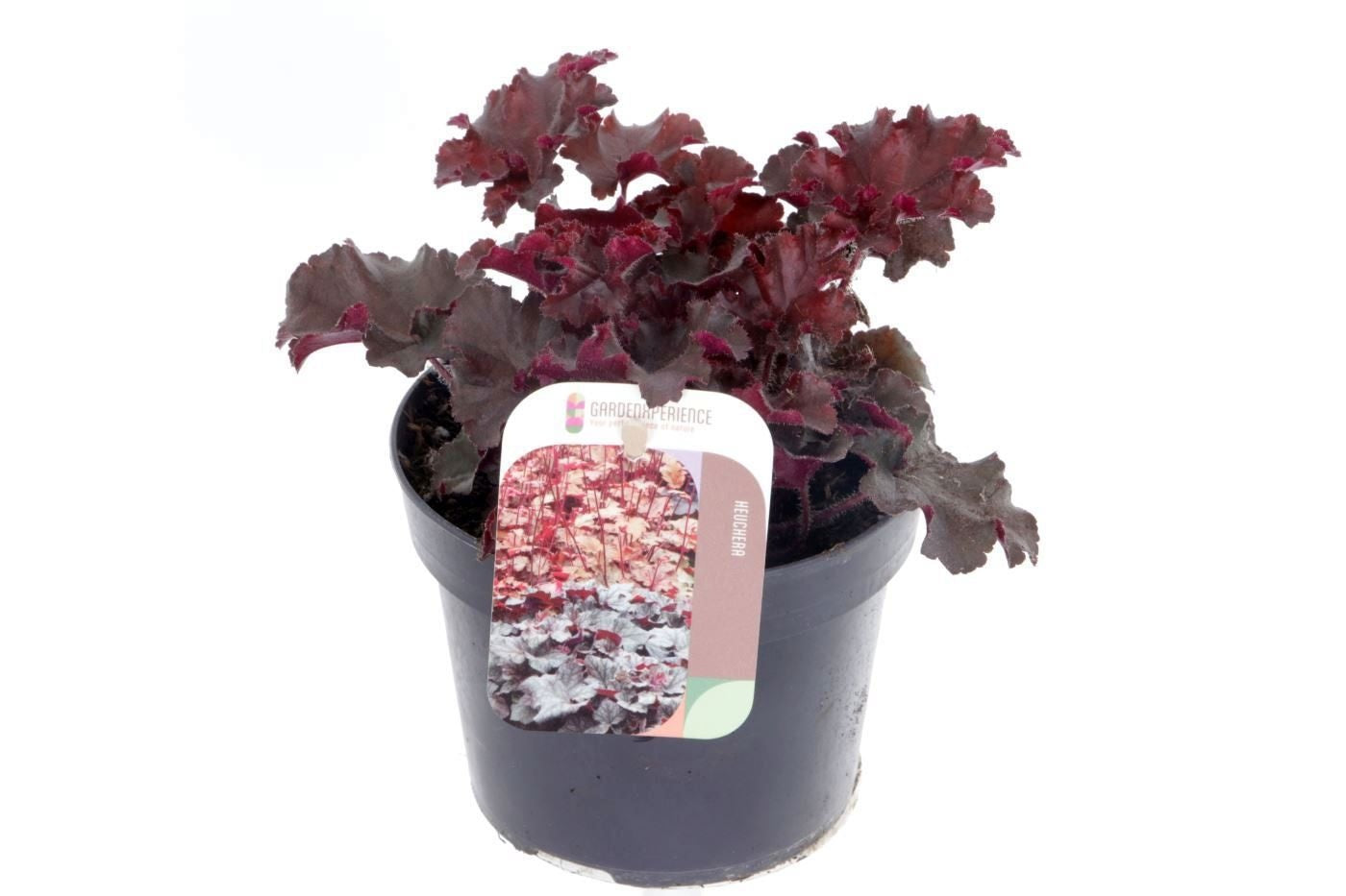 Heuchera Melting Fire 20cm 13cm Pot