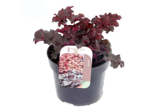 Heuchera Melting Fire 20cm 13cm Pot