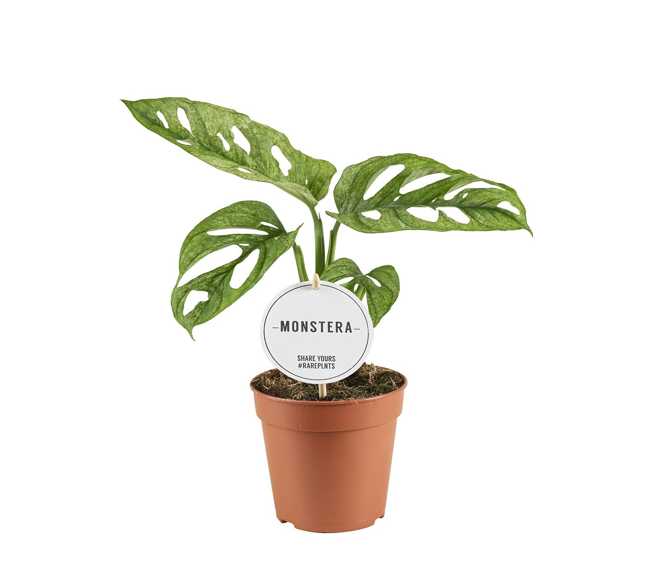 Mostert Nieuwerkerk BV Monstera Adansonii Mint Pack of 8
