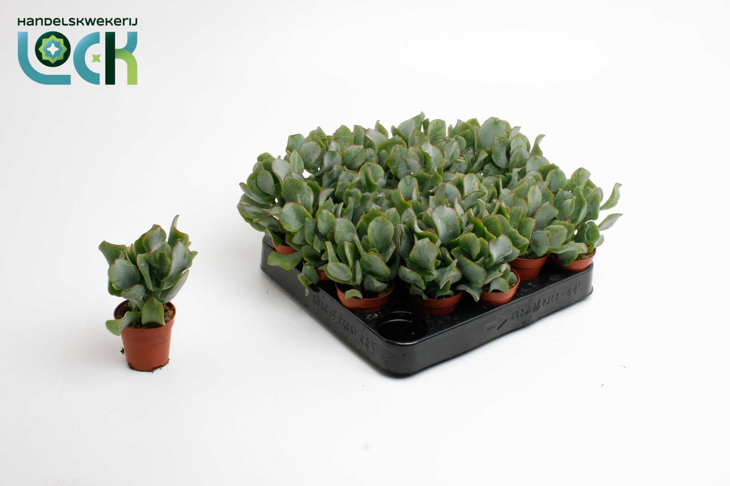 Lock, Handelskwekerij Crassula arborescens Pack of 20