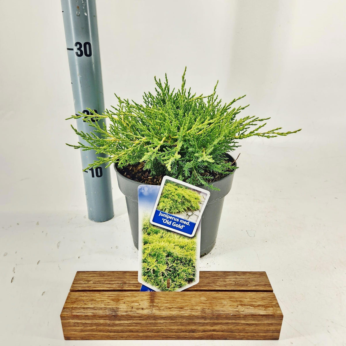 Juniperus Old Gold 30cm 19cm Pot