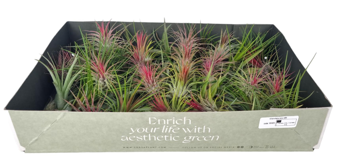 Corsaplant Tillandsia ionantha Pack of 60