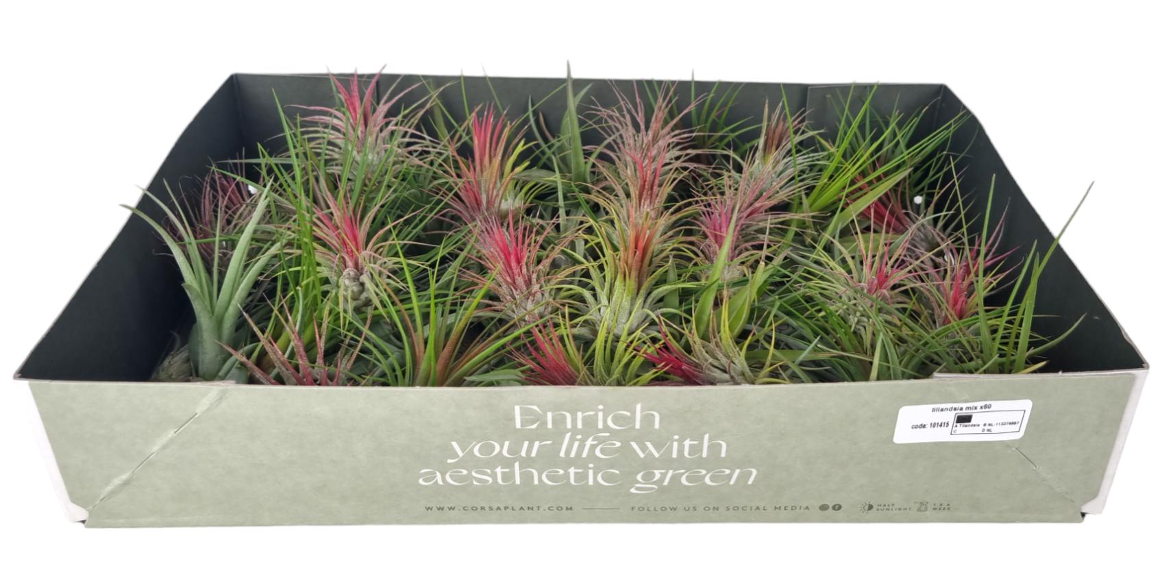 Corsaplant Tillandsia ionantha Pack of 60