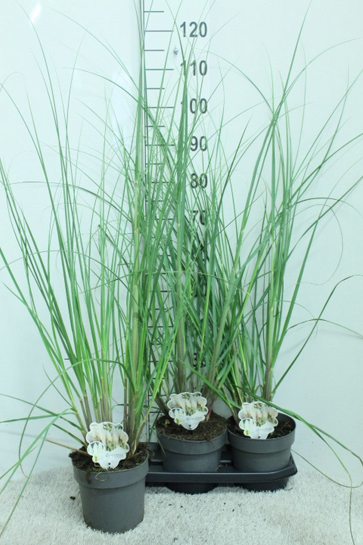 Cortaderia selloana 120cm 19cm Pot
