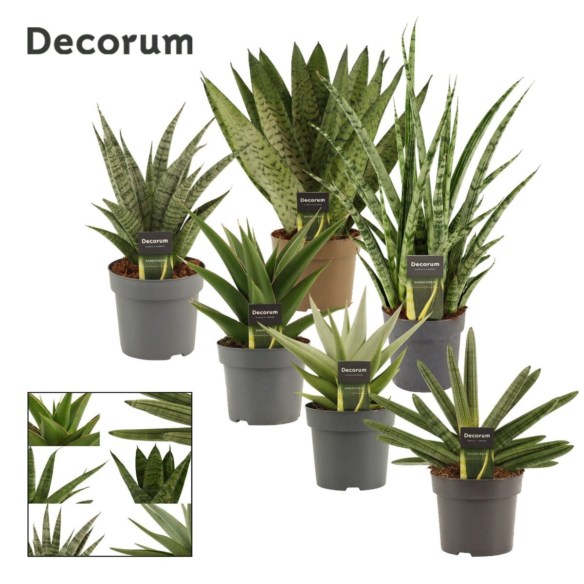 Sansevieria 40cm 14cm Pot