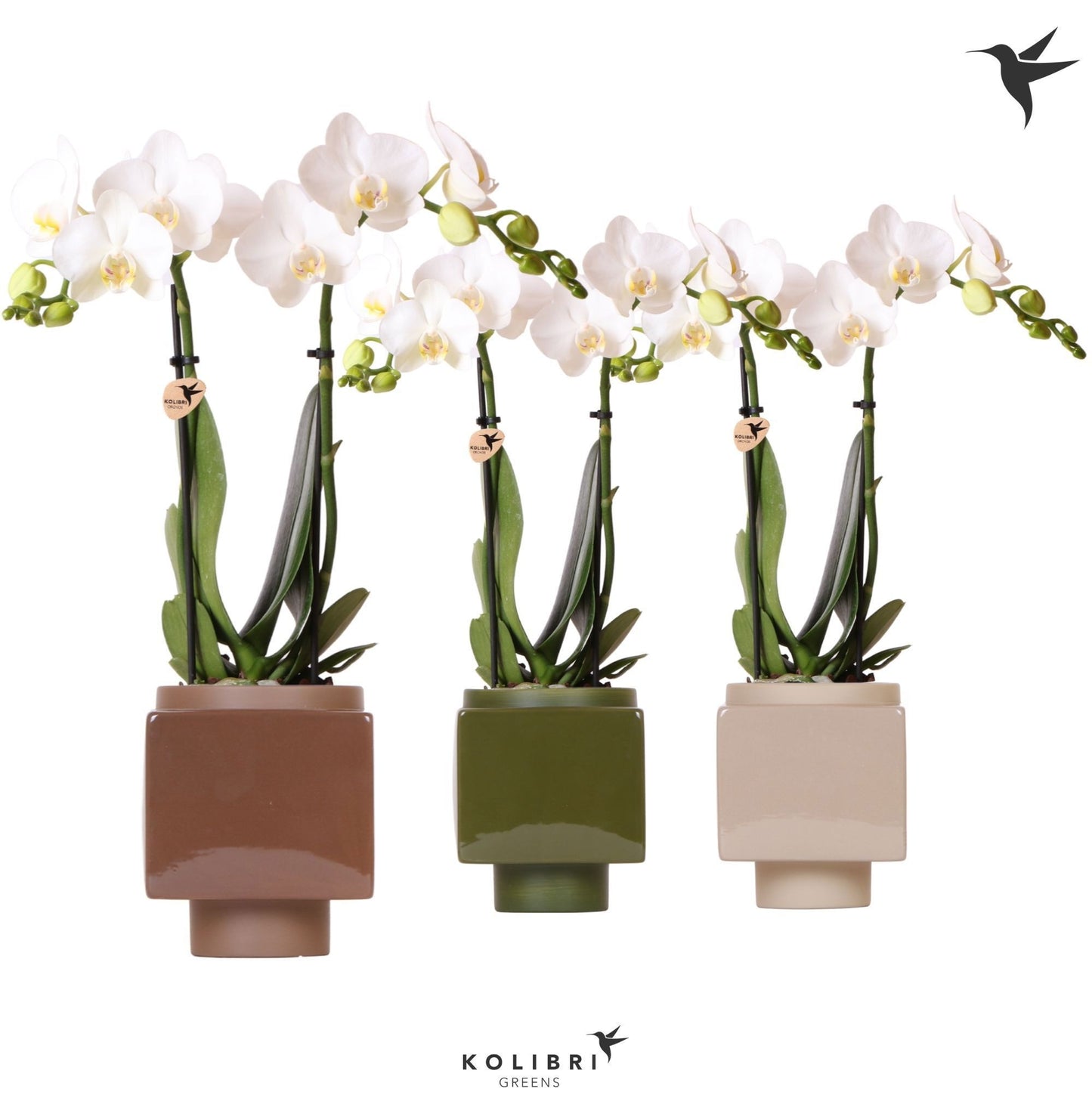 Phalaenopsis multiflora white 40cm 9cm Pot