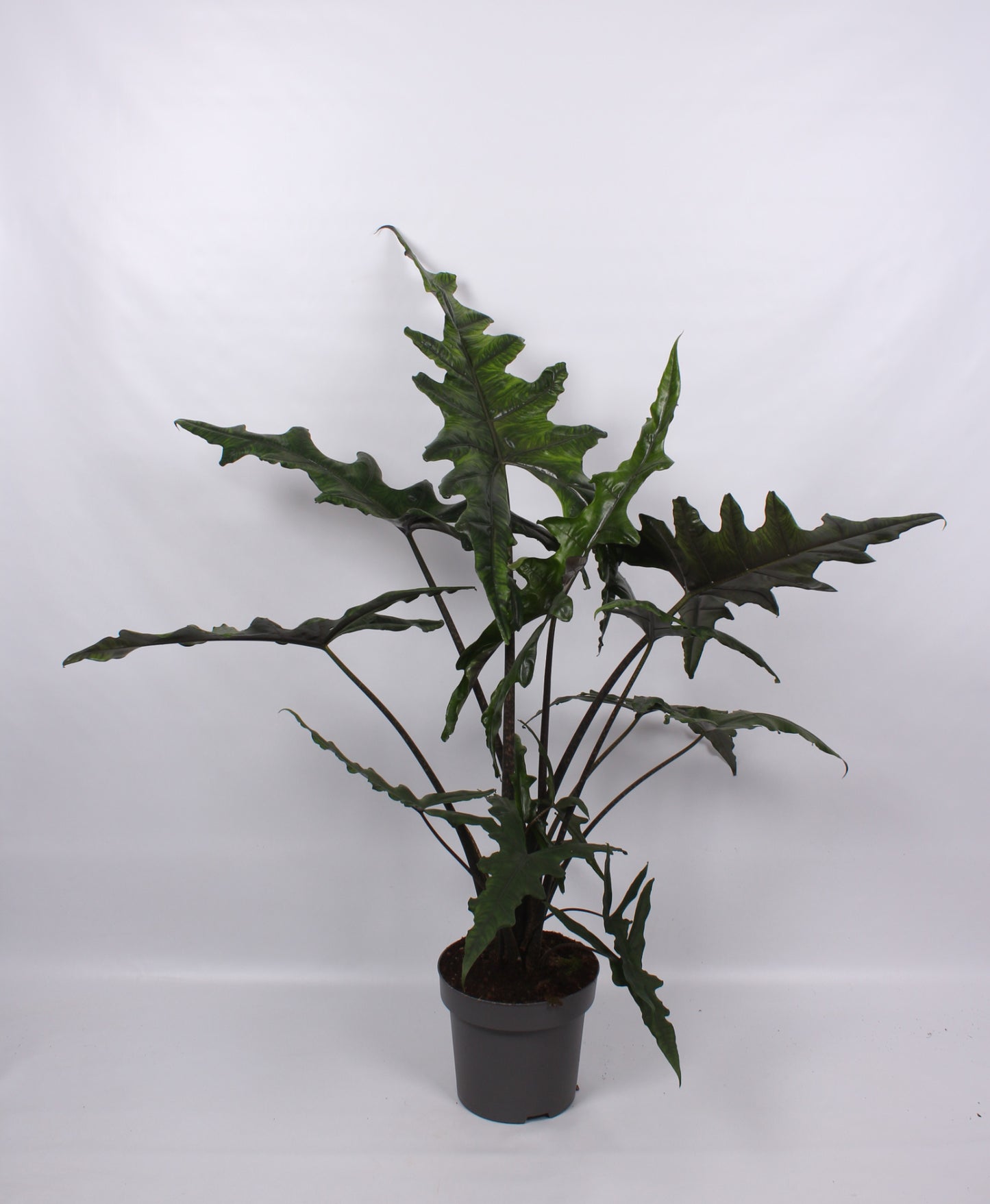 Alocasia amazonica 130cm 32cm Pot