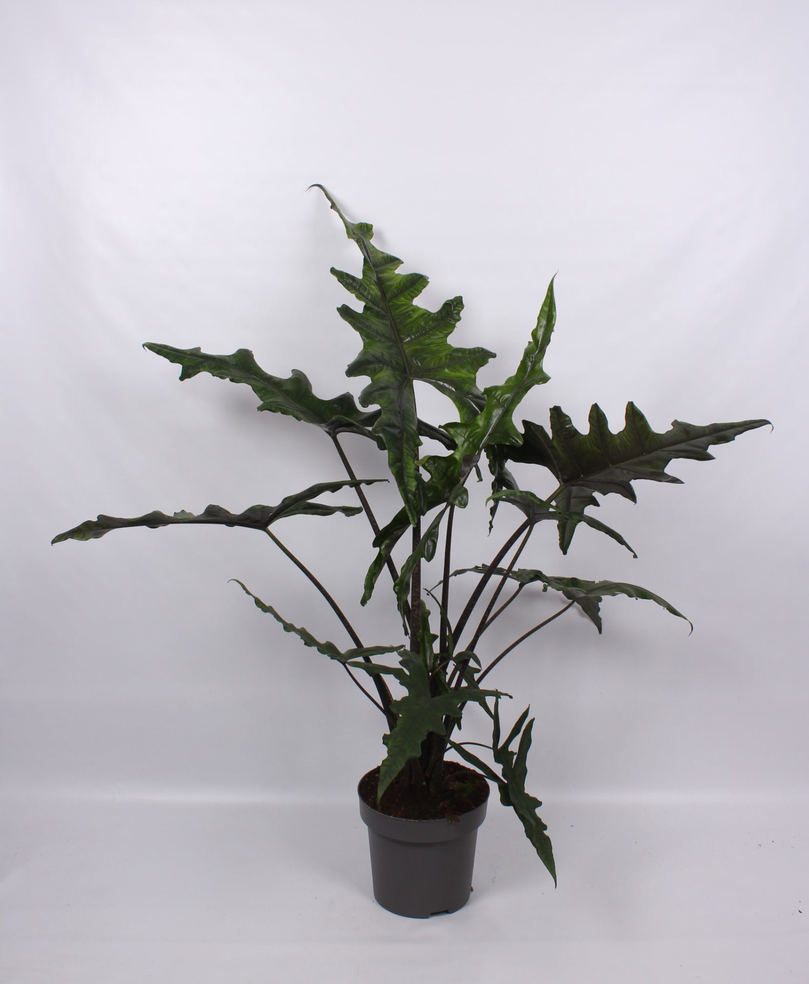 Alocasia amazonica 130cm 32cm Pot