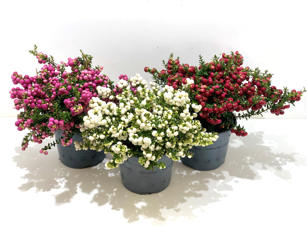 Gaultheria mucronata 25cm 17cm Pot