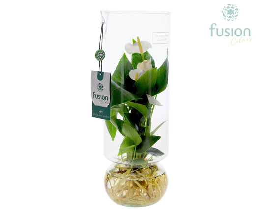 Green Bottle Angelica Large met Anthurium 35cm 12cm Pot