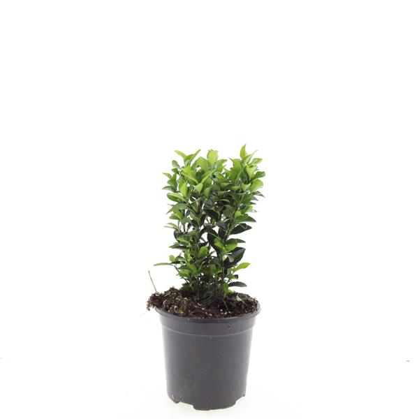 Euonymus Green Spire 10cm 14cm Pot