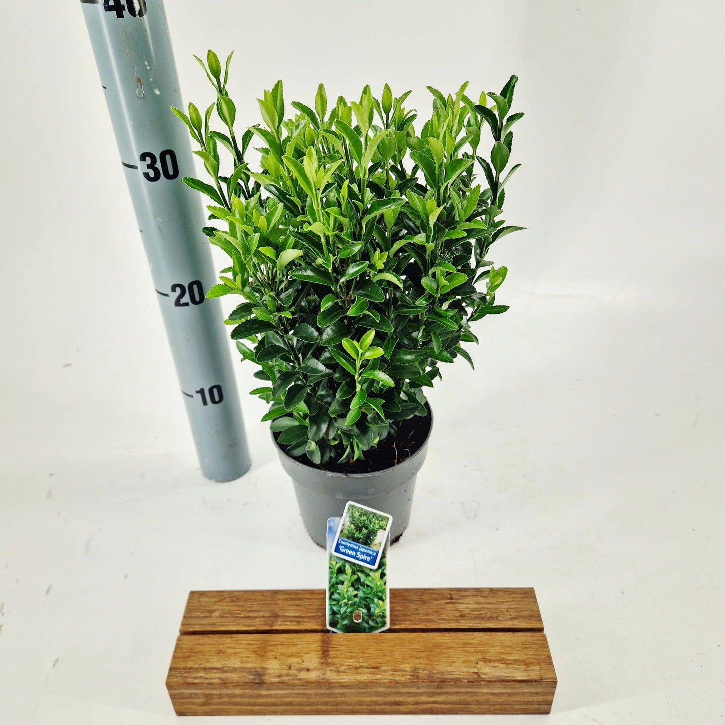 Euonymus Green Spire 20cm 13cm Pot