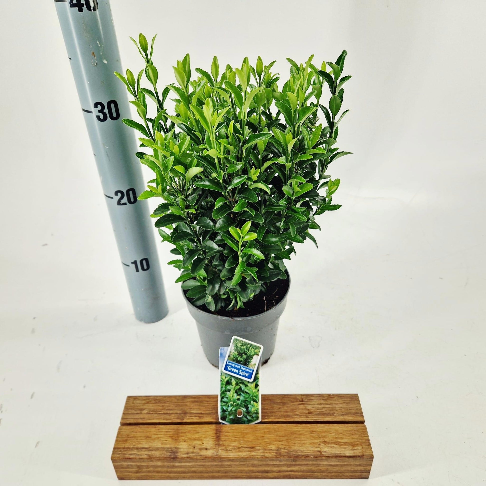 Euonymus Green Spire 20cm 13cm Pot