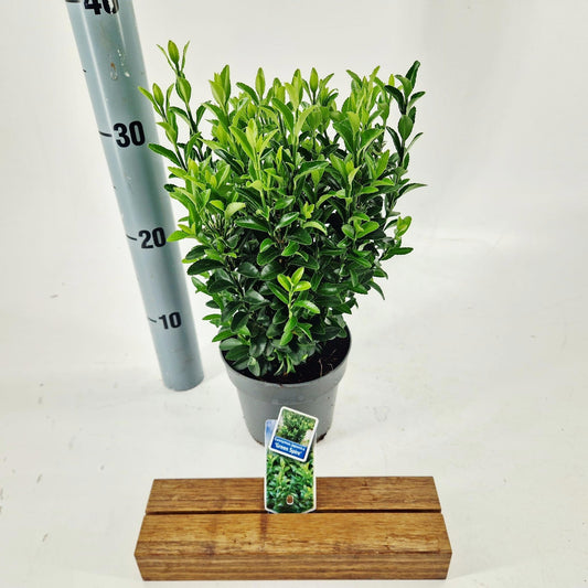 Euonymus Green Spire 20cm 13cm Pot
