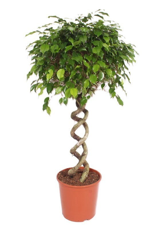 Ficus benj. Exotica 140cm 30cm Pot