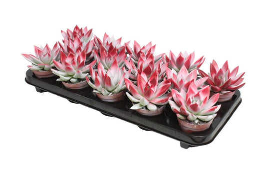 Echeveria colored white 11cm 8.5cm Pot