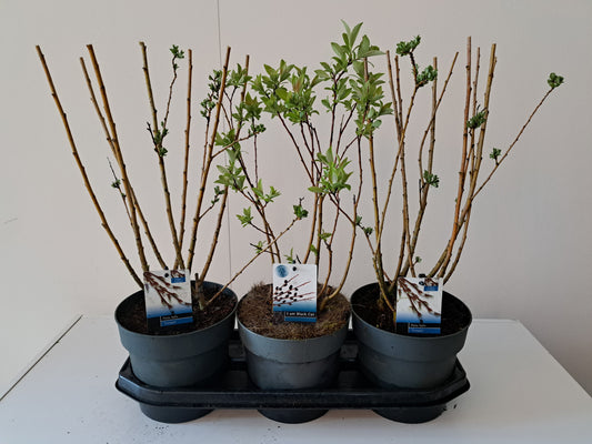 Salix bush mix 50cm 19cm Pot
