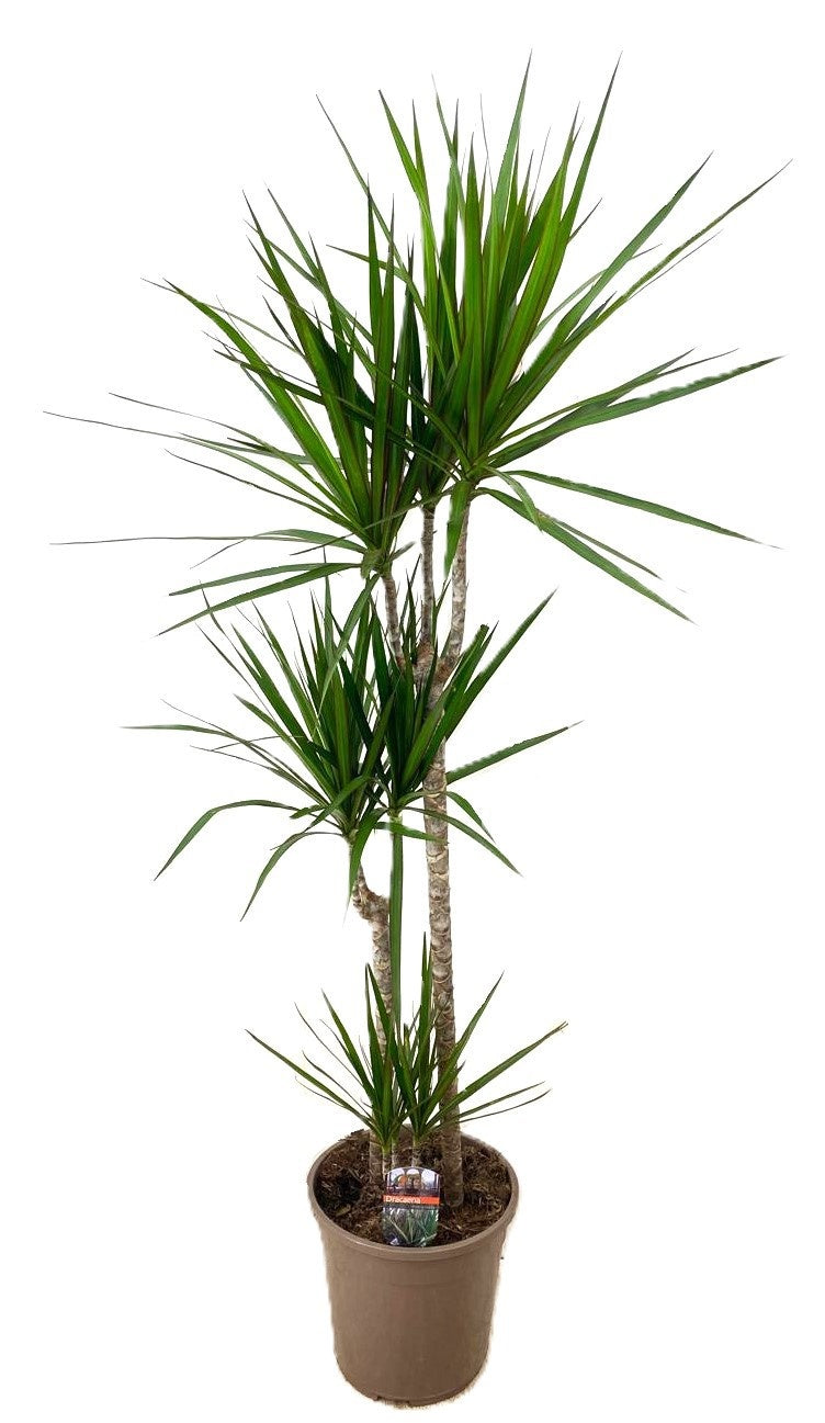 Dracaena marginata Green 140cm 24cm Pot