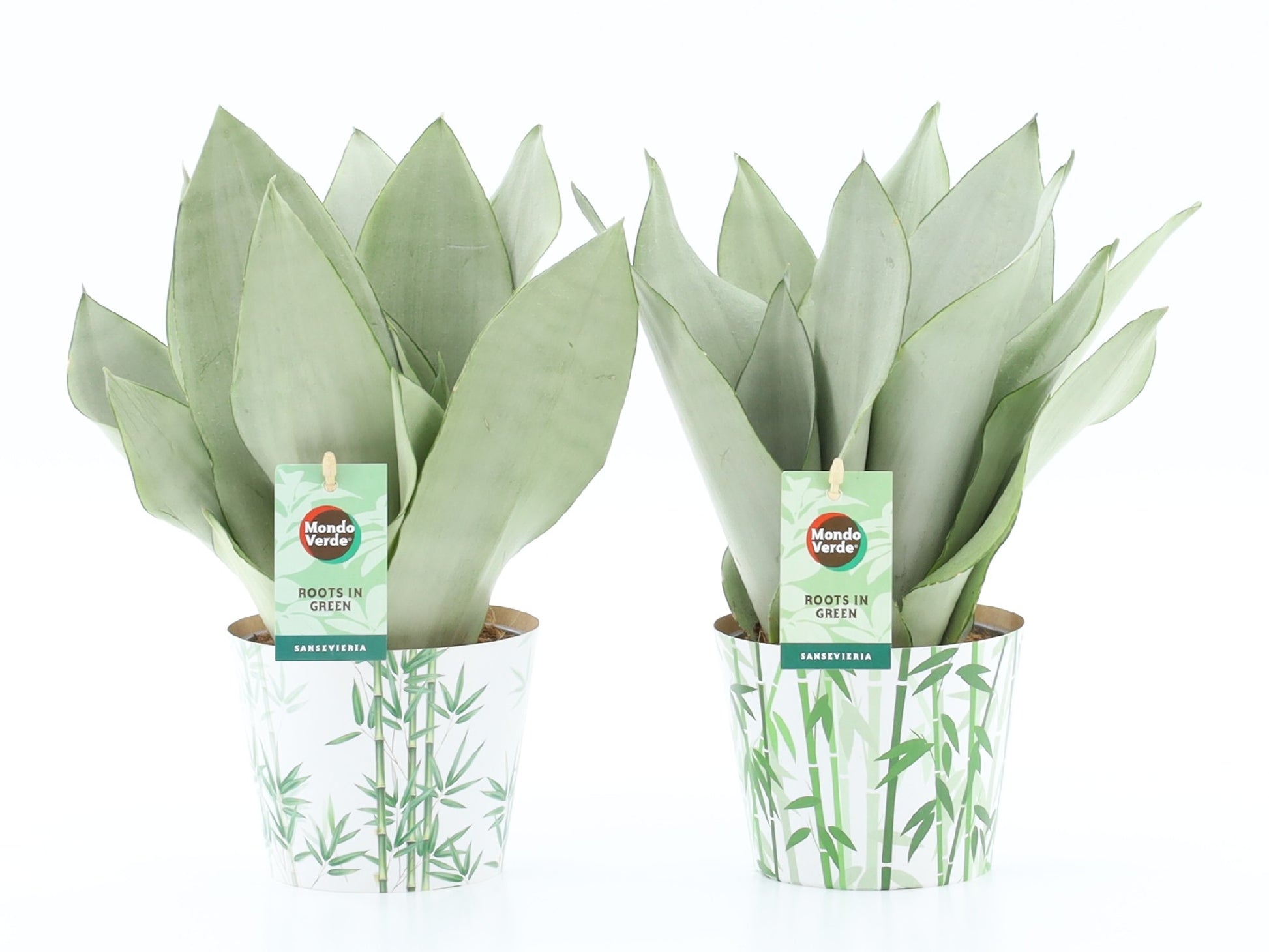 Sansevieria Moonshine 35cm 12cm Pot
