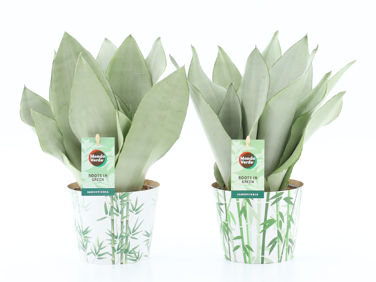 Sansevieria Moonshine 35cm 12cm Pot