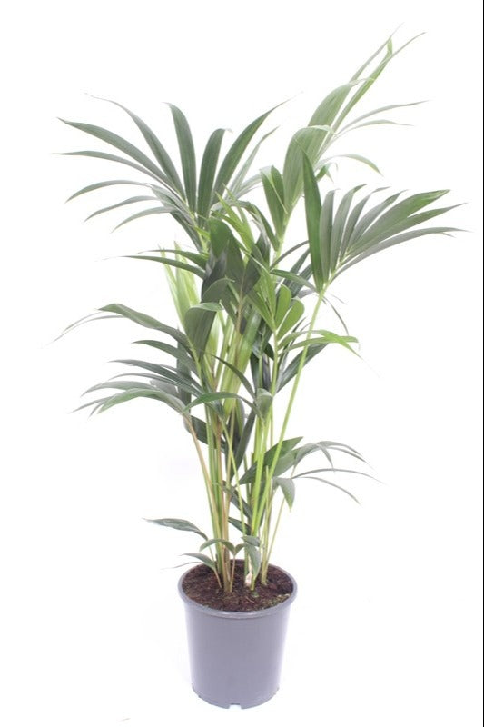 Howea forsteriana 130cm 21cm Pot