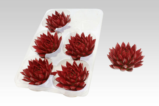 Echeveria colored red 7cm 999cm Pot