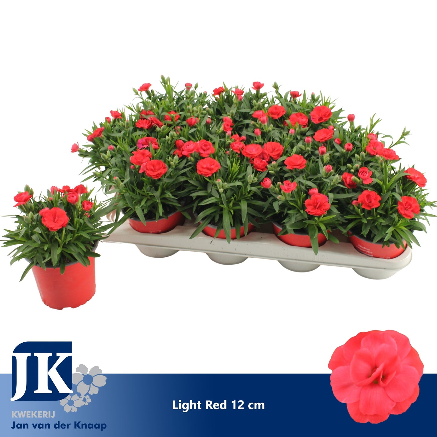 Dianthus Oscar Red 22cm 12cm Pot