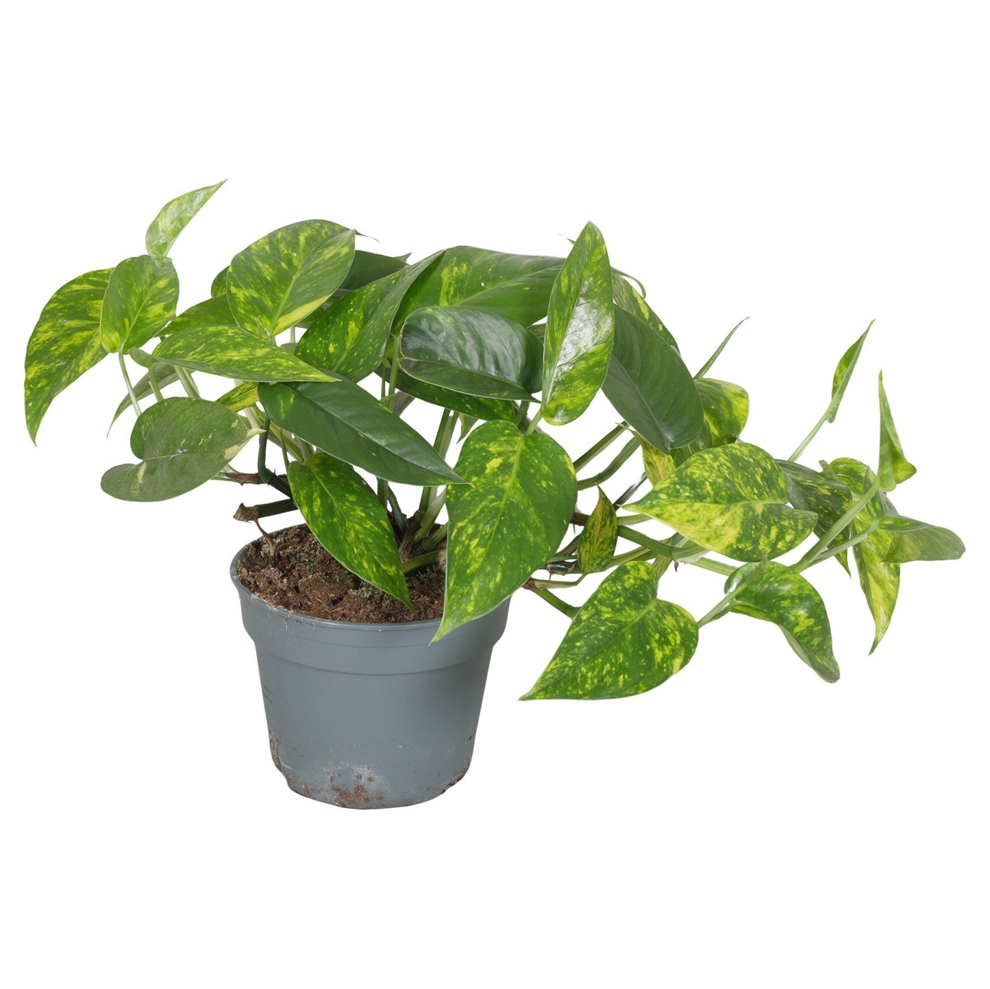 Epipremnum 35cm 17cm Pot