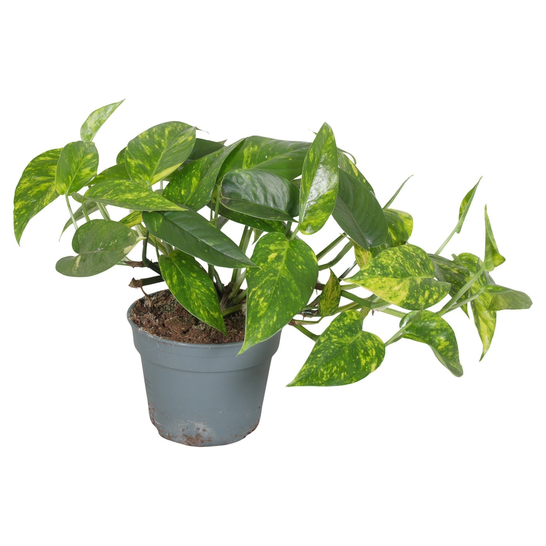 Epipremnum 35cm 17cm Pot