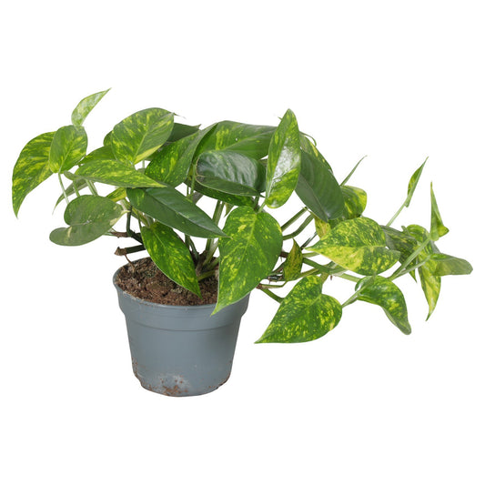 Epipremnum 35cm 17cm Pot