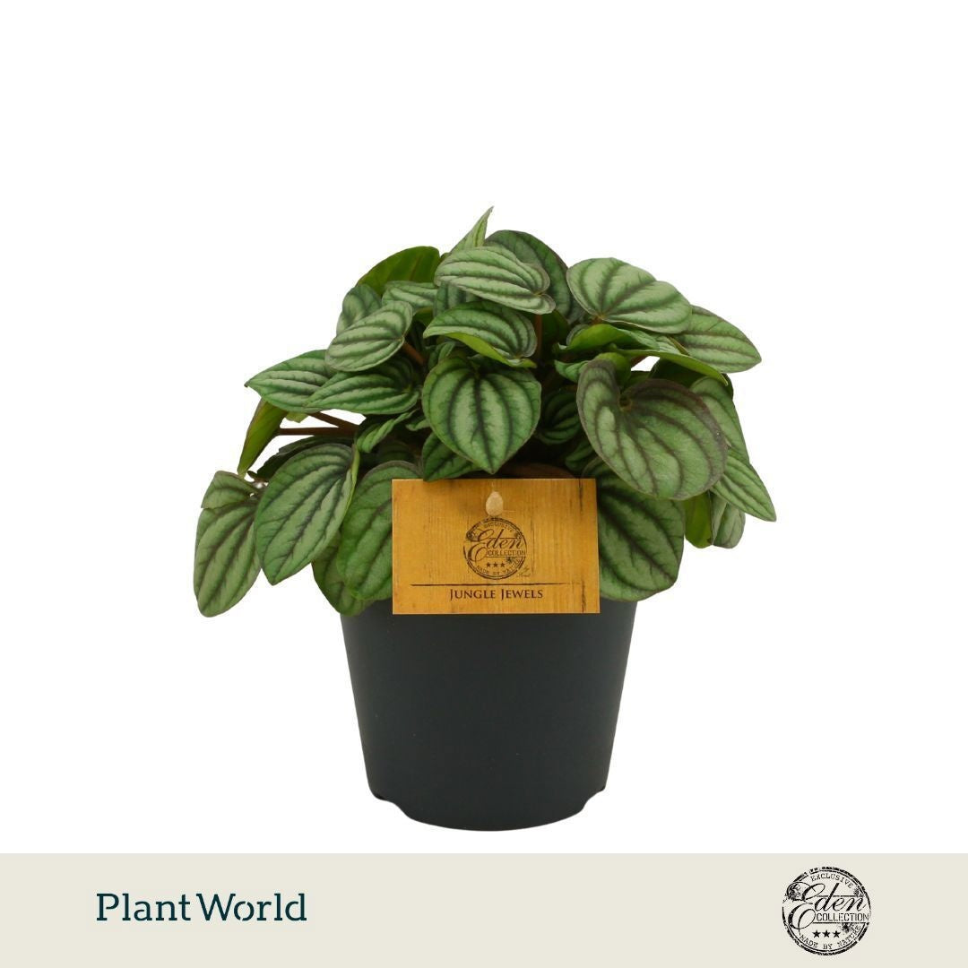 Plantworld Smit Kwekerij Peperomia caperata Pack of 4