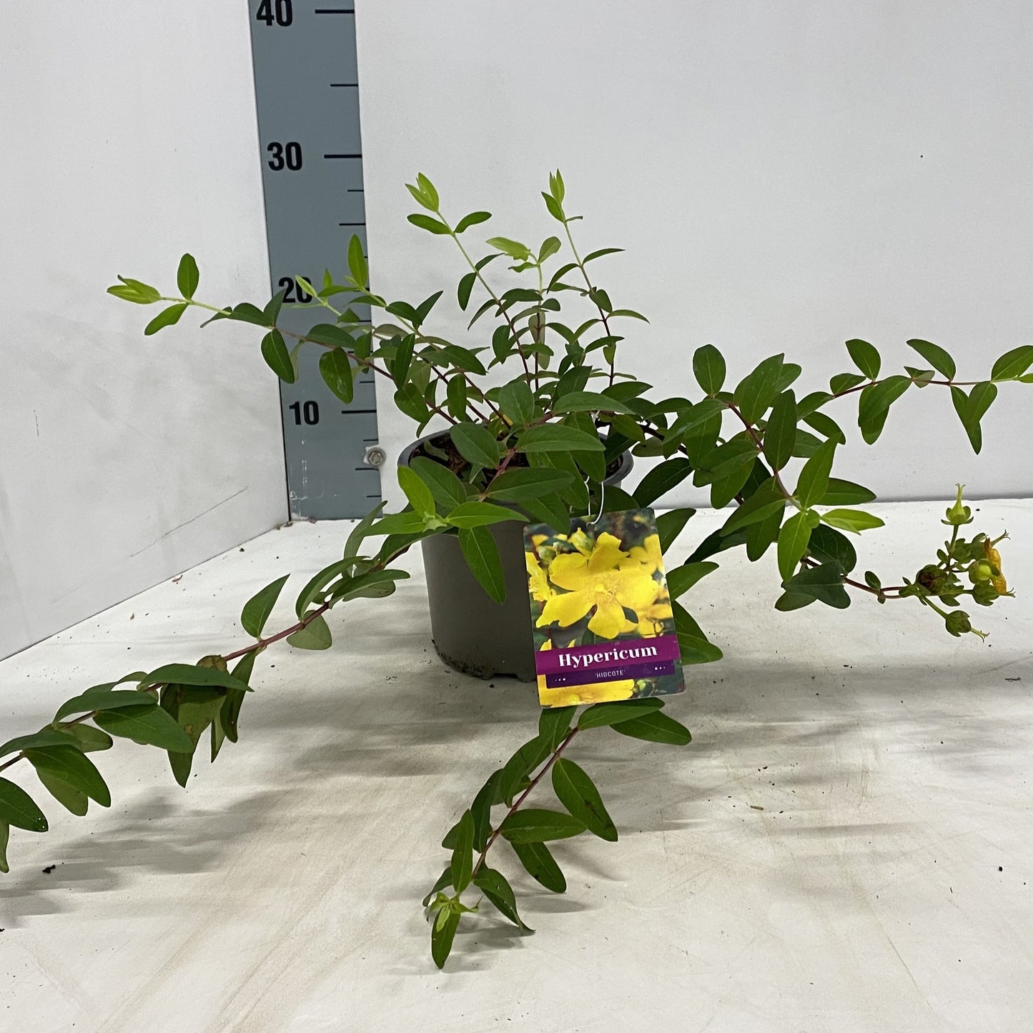 Hypericum Hidcote 25cm 15cm Pot