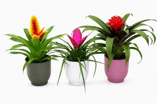 Bromelia mix 30cm 10.5cm Pot