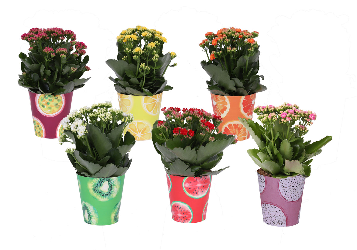 Kalanchoe Rosalina mix 27cm 12cm Pot