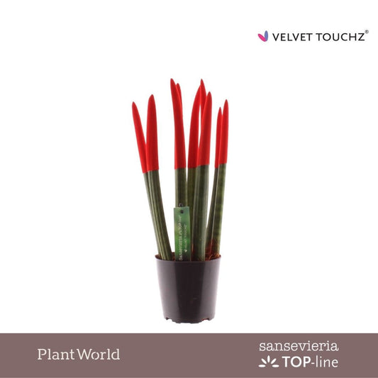 Sansevieria cylindrica 45cm 12cm Pot