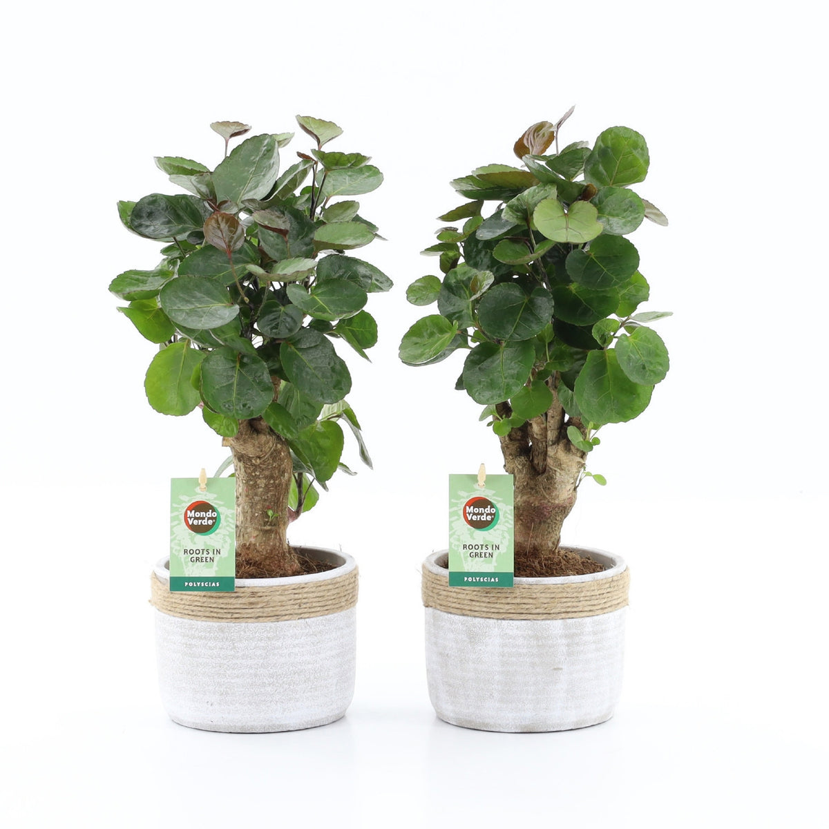 Polyscias Fabian 40cm 13cm Pot